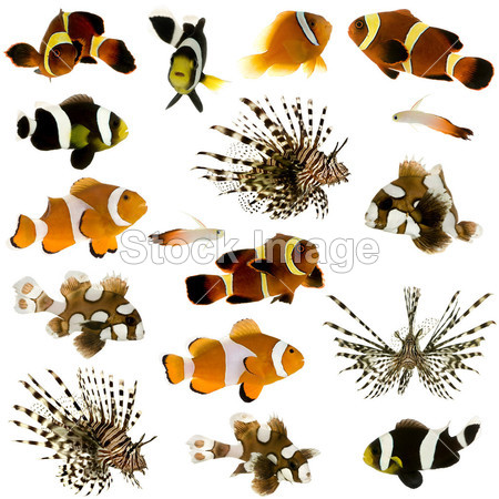 17 热带鱼的集合图片素材(图片编号:50796317