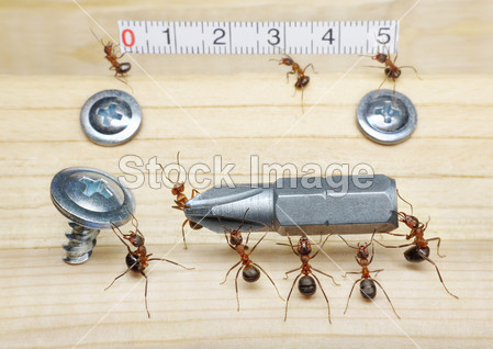 蚂蚁的团队与标尺的措施和运载螺丝刀固定,团