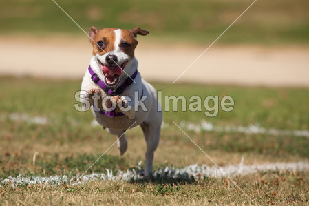精力充沛的杰克罗素梗犬在草地运行图片素材(