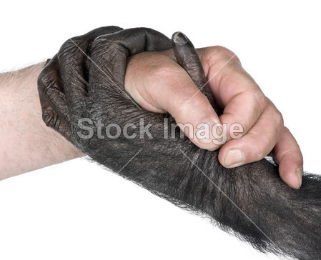人的手和猴子的手之间的握手图片素材(图片编