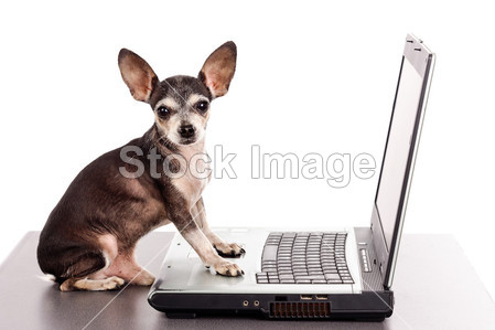 Portrait of a chihuahua dog in front of a laptop图