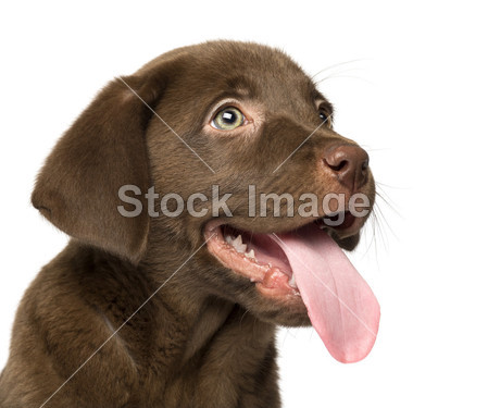 2 个月大的拉布拉多犬幼犬的特写孤立 o图片素