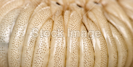 特写的幼虫的大力神甲虫,dynastes 大力神图片