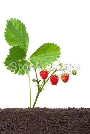 草莓种植土壤图片素材(图片编号:50813869)_零