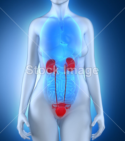 Woman urogenital anatomy图片素材(图片编号
