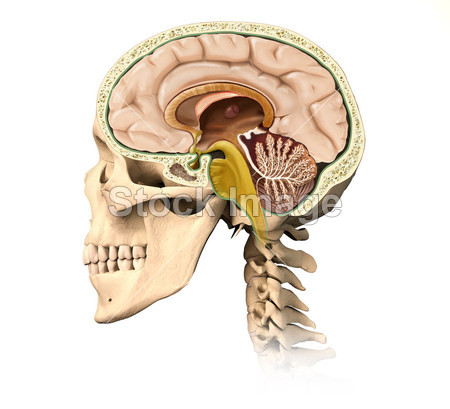 人类头骨剖面图,与所有的大脑的详细信息,年年