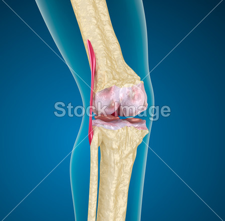 人体膝关节图片素材(图片编号:50822473)_其它