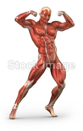 中体生成器位置男人肌肉系统前视图图片素材(