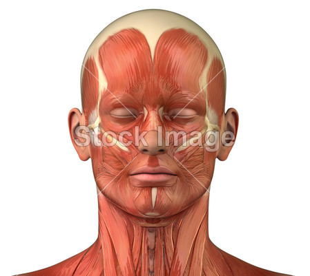 面部肌肉系统解剖前前视图图片素材(图片编号