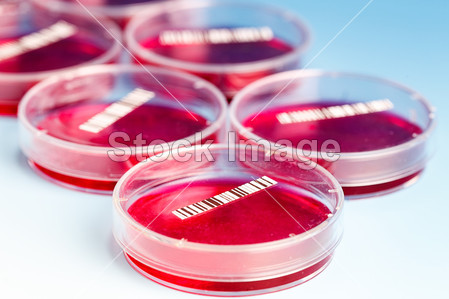 Petri dish with blood samples图片素材(图片编号