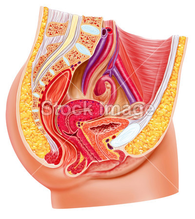 解剖女性生殖系统、 剖面图图片素材(图片编号
