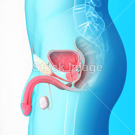 男性生殖系统和阴茎解剖插图图片素材(图片编
