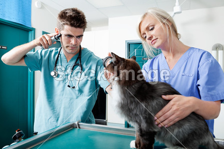 年轻的兽医医生检查一只猫图片素材(图片编号