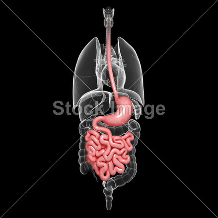 大肠癌解剖学的男性呼吸道系统前视图的插图图