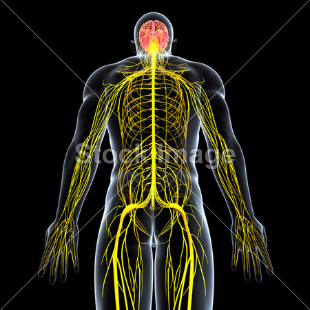 男性中枢神经系统视图(图片编号50842231)_其它图片库_其它图库