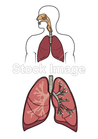 人类呼吸系统中图片素材(图片编号:50842545