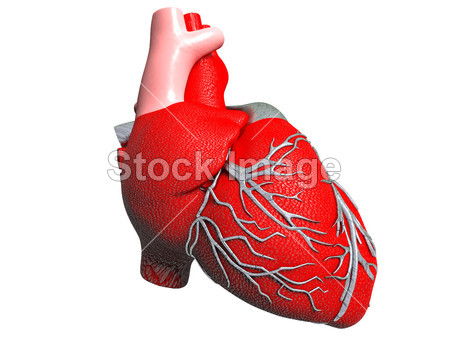 人工人类心脏模型图片素材(图片编号:5084283