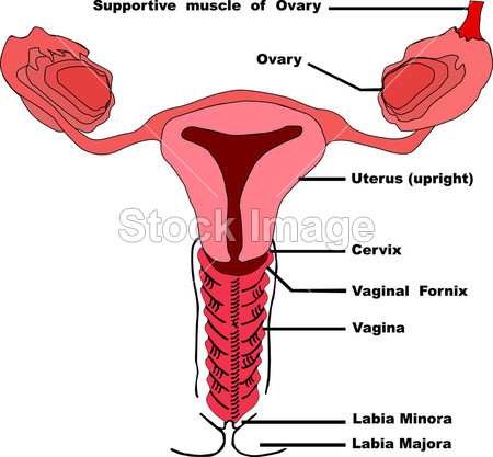 <em>阴道口图片</em>素材(<em>图片</em>编号:50844021)_其它<em>图片</em>