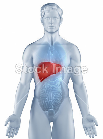 肝脏位置解剖人隔离图片素材(图片编号:50845