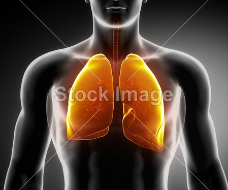 人体呼吸系统与肺和支气管树图片素材(图片编