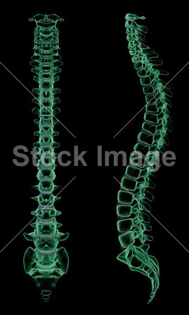 X 射线的人体脊柱骨骼结构图片素材(图片编号