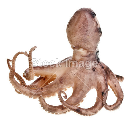 在白色背景上的小章鱼图片素材(图片编号:509