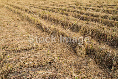 水稻秸秆在收获后的字段图片素材(图片编号:5