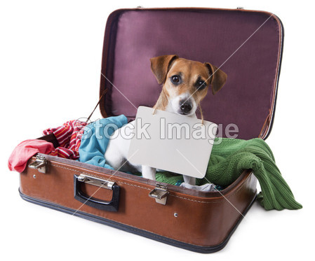 Dog in a suitcase with a tablet on his chest whe