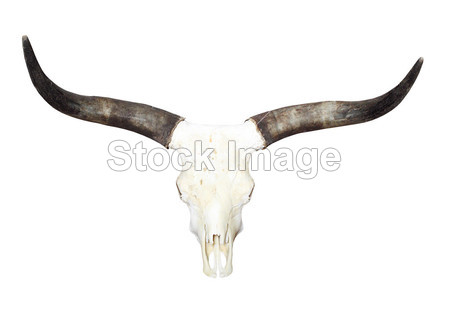 与孤立在白色背景上的长角牛头骨图片素材(图