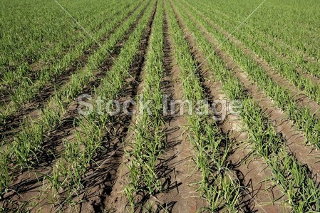 在西班牙,洋葱田农业图片素材(图片编号:5092