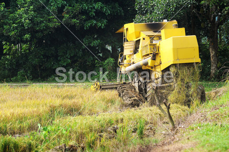 从后面工作水稻收获机图片素材(图片编号:509