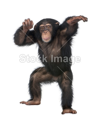 跳舞的年轻黑猩猩图片素材(图片编号:5092517