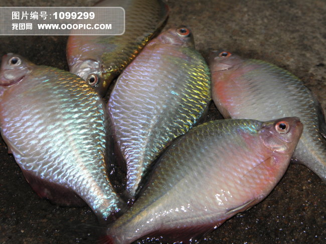 今天太热,还好没空军 - 渔具展销会 达奇钓鱼论坛