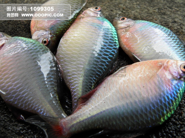 宁海现在哪里还有这样的小溪流?附宁海常见淡水小型鱼类