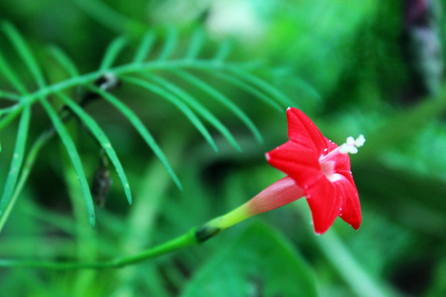 红星花开模板下载(图片编号:10402718)_植物_动物植物_我图网weili.