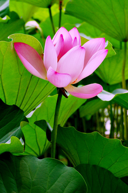 含羞莲花模板下载 含羞莲花图片下载 莲花 莲花图片 莲花图 莲花荷花