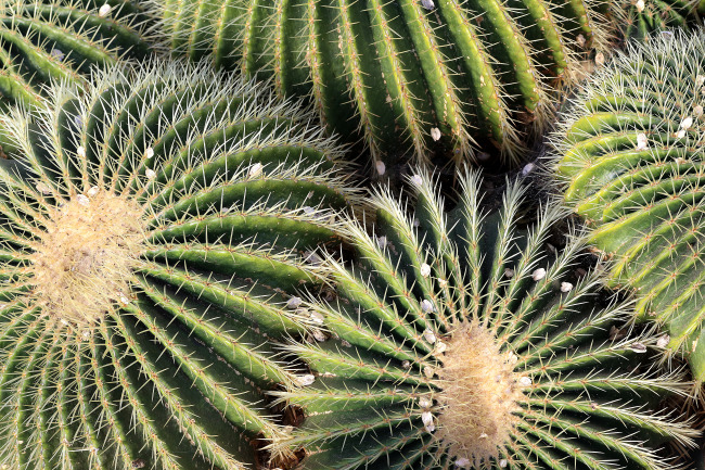 绿色健康植物仙人球