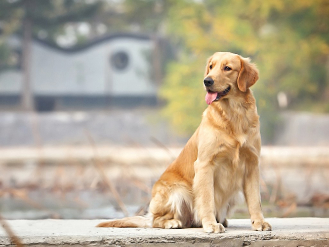 金毛寻回犬
