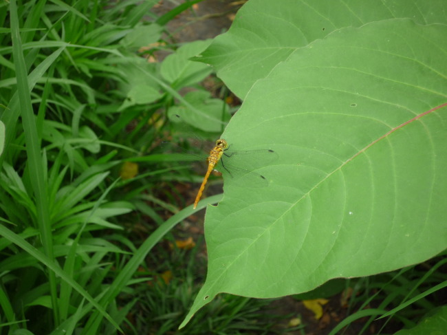 休息中的蜻蜓模板下載(圖片編號:11025312)_動物_動物植物_我圖網