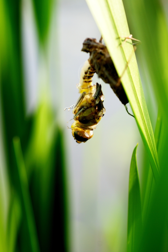 蜻蜓蜕壳