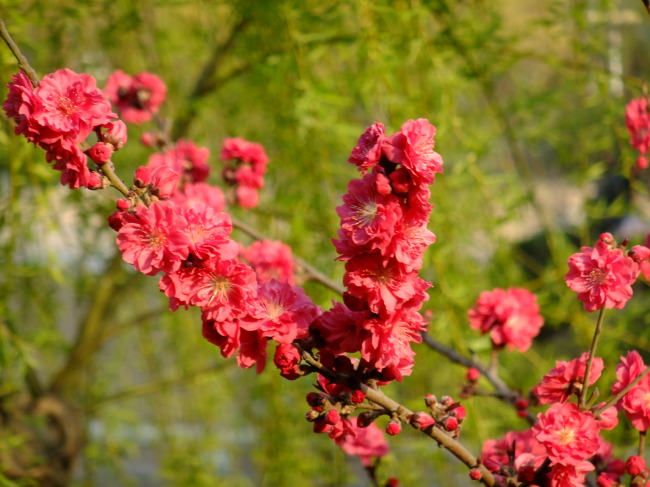 鲜花 红碧桃 碧桃 桃花 园艺花卉 盛花期 重瓣碧桃