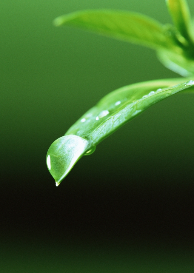 出芽叶子植物叶脉