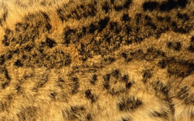 动物皮毛皮质模板下载 动物皮毛皮质图片下载 材质 背景 皮革 贴图