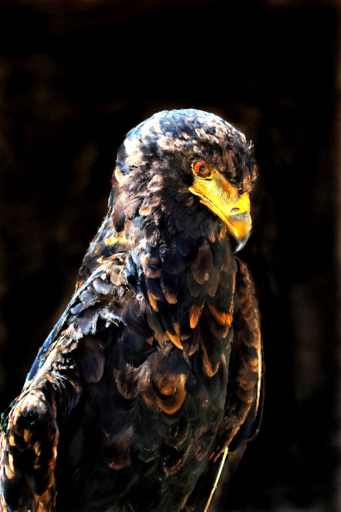 高清手绘油画老鹰飞禽装饰画