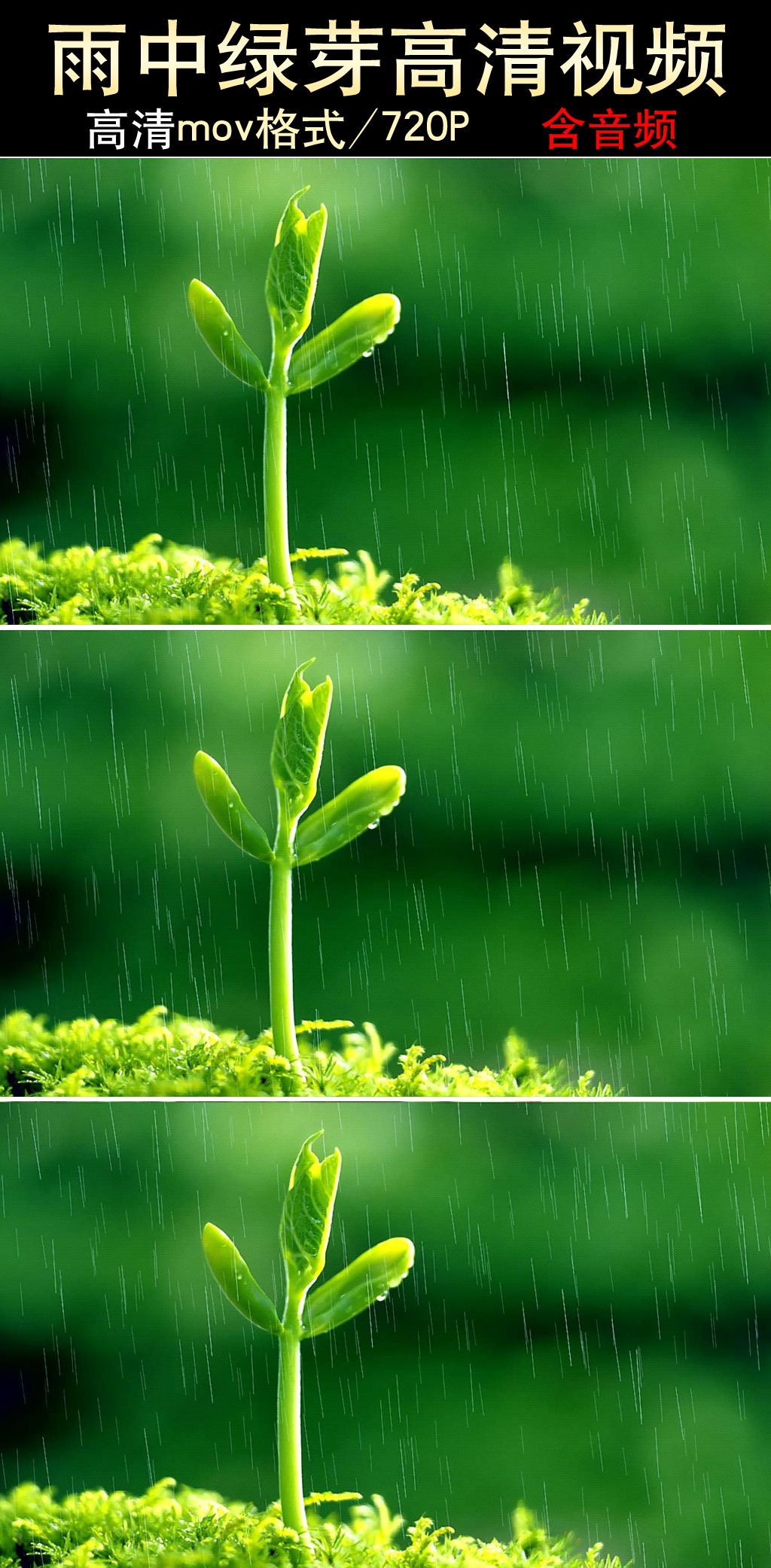 视频 下雨视频素材 春雨视频 春雨素材 绿芽素材 嫩芽素材 雨中嫩芽