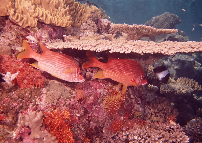 海魚水產水底海洋生物深海動物模板下載(圖片編號:13207947)_圖片素材