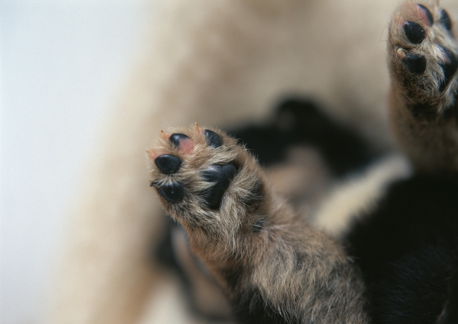 狗仔 西洋狗 寵物生活 收養 動物 貓狗 寵物狗 可愛 寶貝 家居 犬