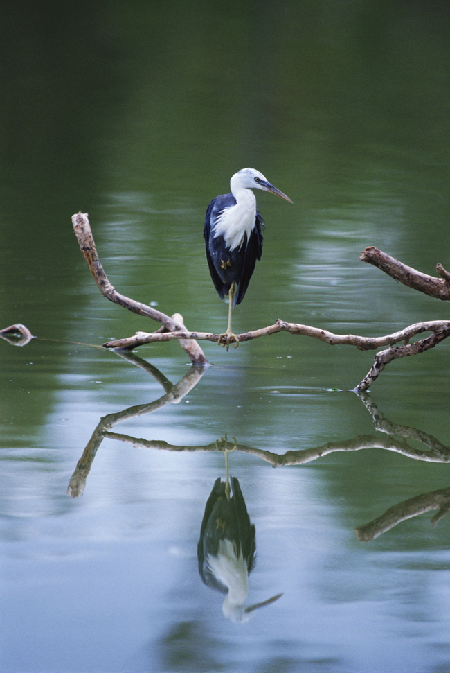 野生动物世界自然生命动物摄影